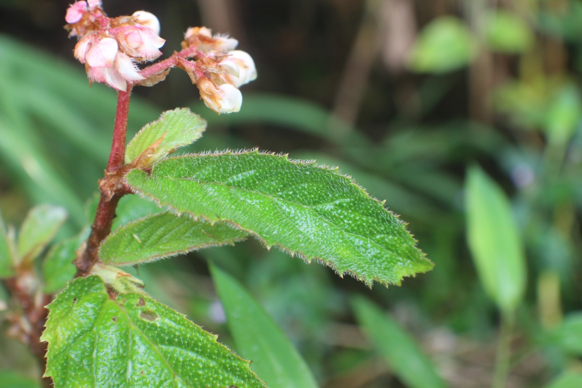 Begonia ulmifolia Willd.